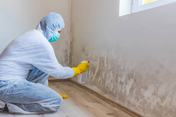 Licensed Basement Mold Removal service in Takoma Park, MD - WQB Mold Removal