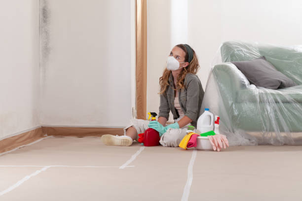 Reliable Basement Mold Removal contractor in Takoma Park, MD by WQB Mold Removal